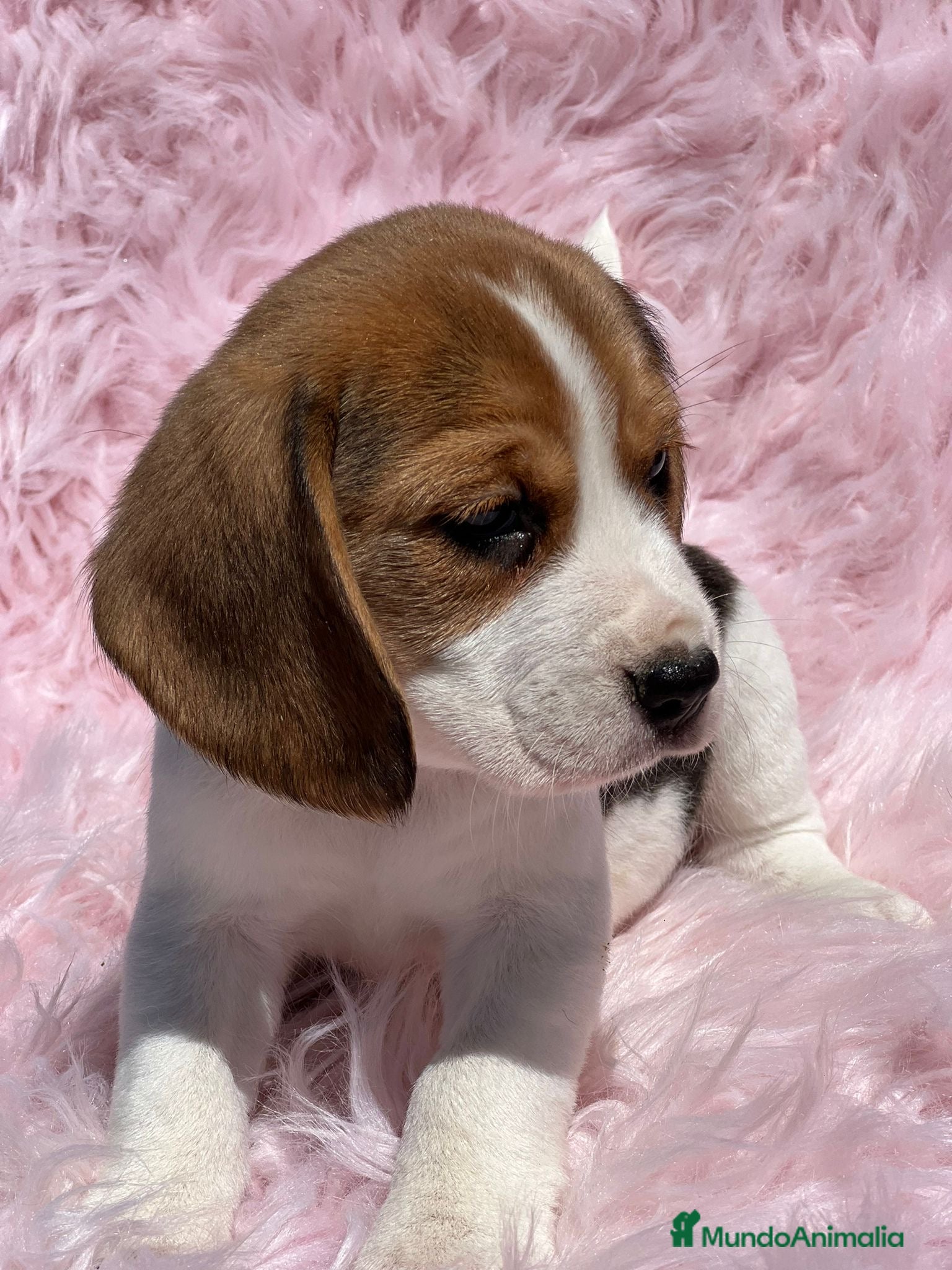 Beagle perros BEAGLE ISABELINO TRICOLOR HEMBRA en Barcelona - Anuncio 9