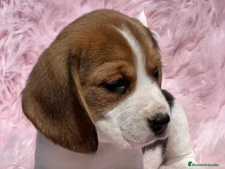 Beagle perros BEAGLE ISABELINO TRICOLOR HEMBRA en Barcelona - Anuncio 5