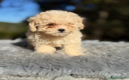 Caniche Toy perros en venta: Caniche Toy Apricot  - Anuncio 2