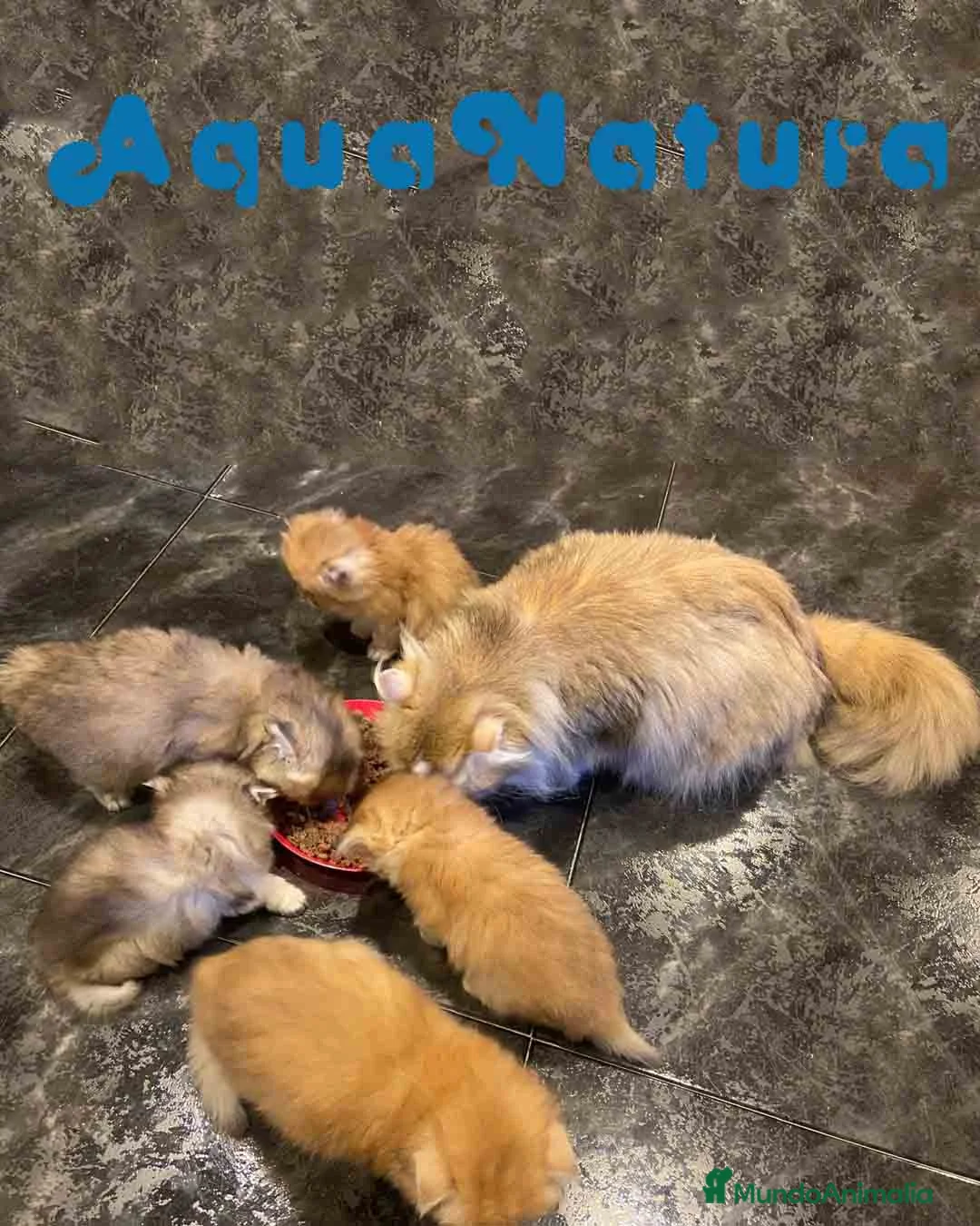Británico de Pelo Largo gatos en venta: British Longhair Macho AQUANATURA - Anuncio 4