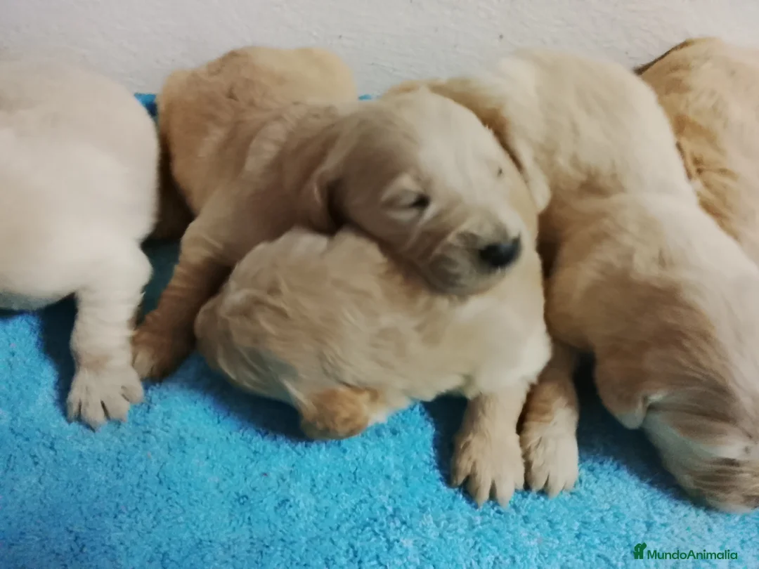 Golden Retriever perros en venta: Cachorro de golden retriever. - Anuncio 2