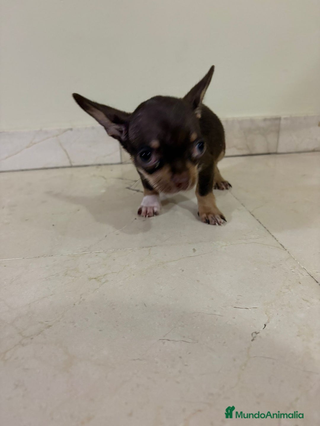 Chihuahua perros en venta: Chihuahua mini toy chocolate  - Anuncio 1
