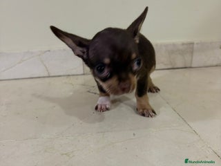 Chihuahua perros Chihuahua mini toy chocolate - Anuncio 1