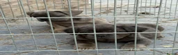Bulldog Francés perros en venta: Cachorros bulldog  - Anuncio 6