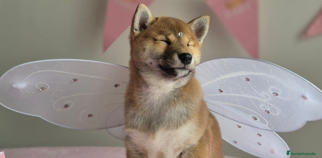 Shiba Inu perros en venta: Shiba inu hembra - Anuncio 6