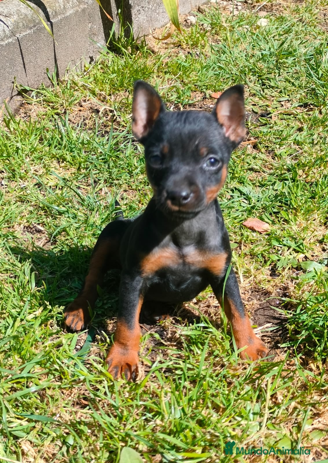 Pinscher Miniatura perros en venta: Mini pincher  - Anuncio 4