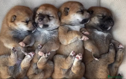 Shiba Inu perros en venta: SHIBA INU SELECCIÓN - Imagen 3