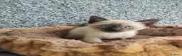 Siamés gatos en venta: Siamés  - Anuncio 1
