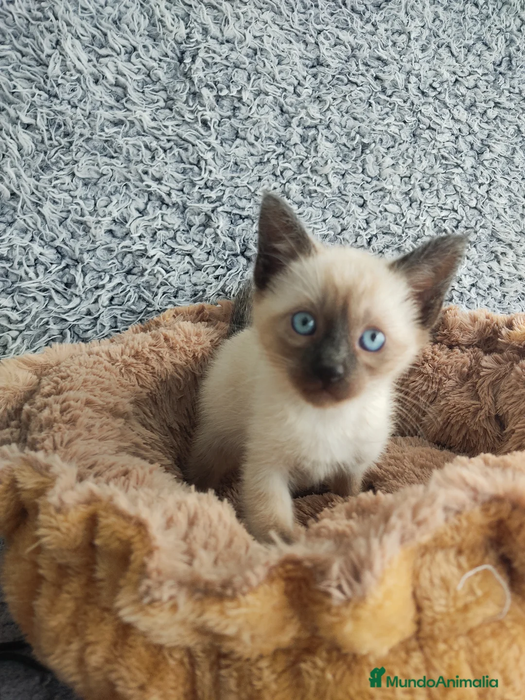 Siamés gatos en venta: Siamés  - Anuncio 1
