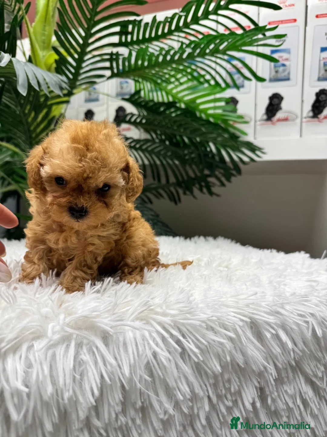 Caniche Toy perros en venta: CANICHE TOY - Anuncio 23