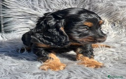 Cocker Spaniel Inglés perros en venta: Cocker inglés  - Imagen 4