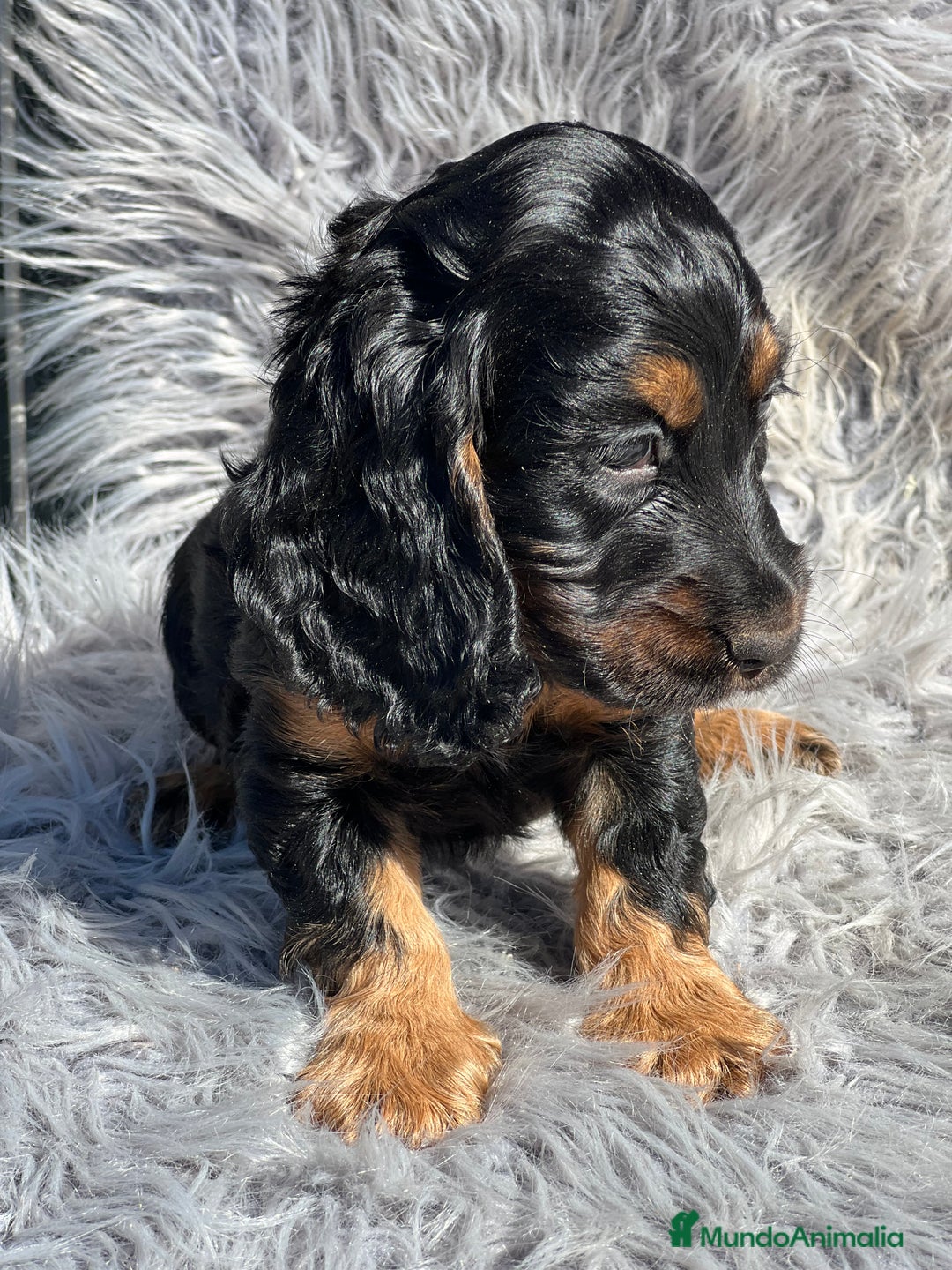 Cocker Spaniel Inglés perros en venta: Cocker inglés  - Imagen 4
