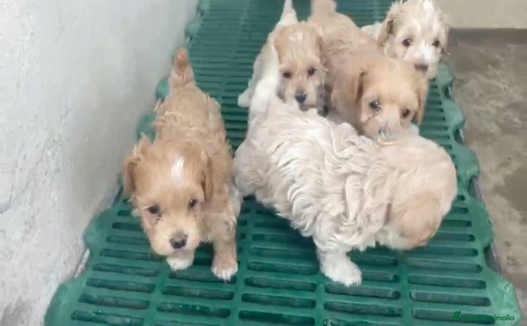 Maltipoo perros - Anuncio 4