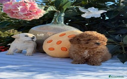 Caniche Toy perros en venta: Caniches machos - Imagen 2