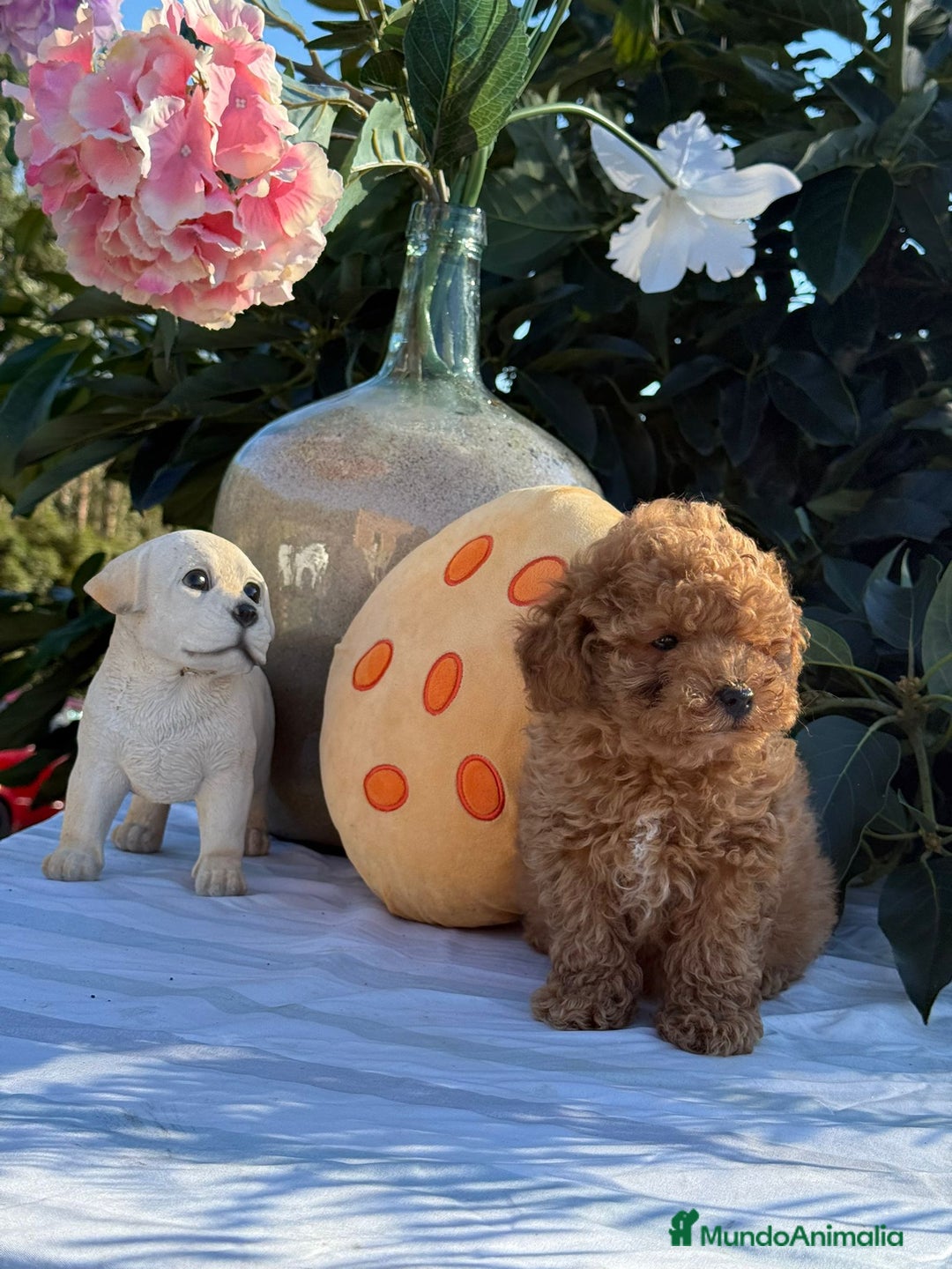 Caniche Toy perros en venta: Caniches machos - Imagen 2