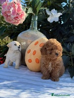 Caniche Toy perros - Anuncio 8