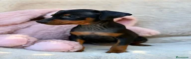 Pinscher Miniatura 3