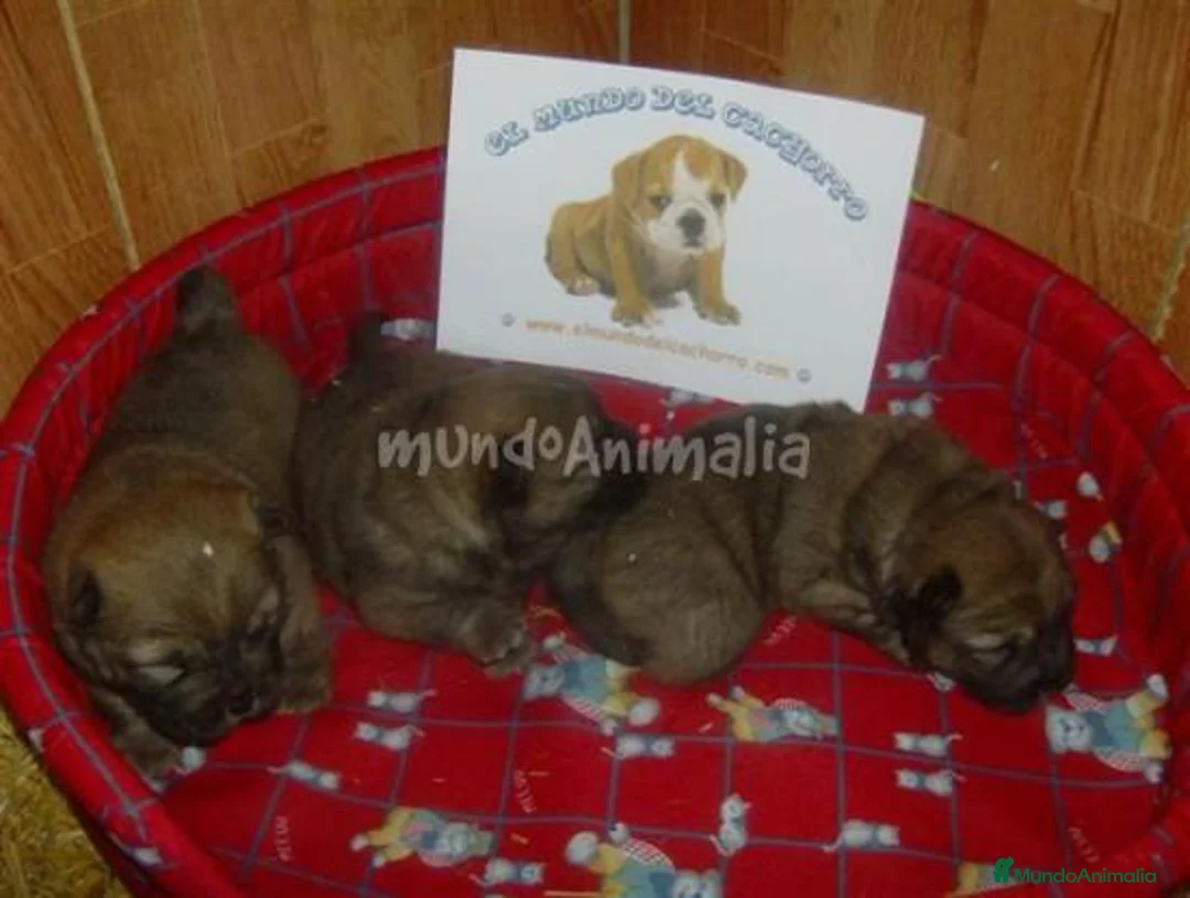 Imagen de galería {{count}}