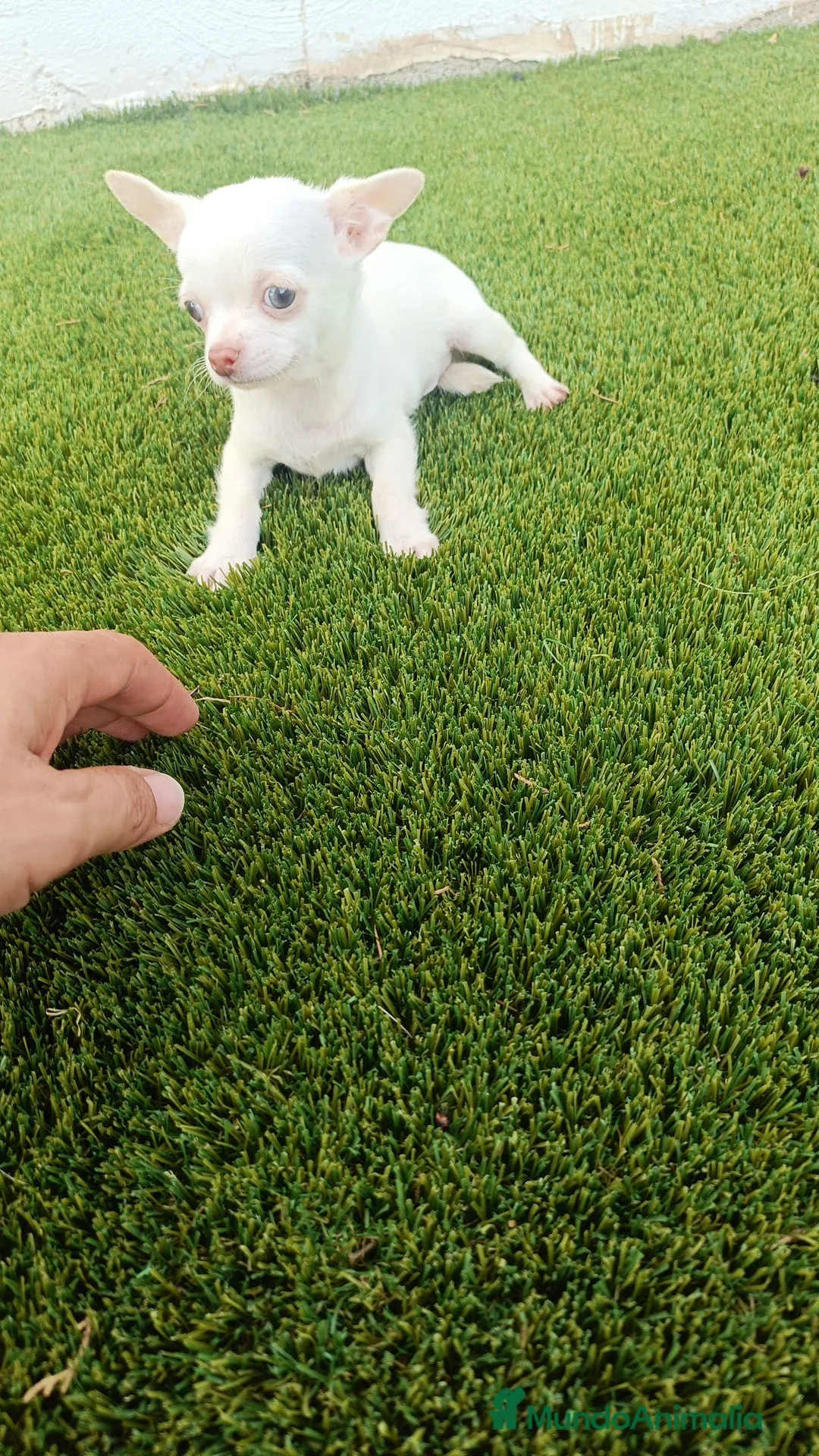 Chihuahua perros en venta: Machito de Chihuahua - Anuncio 2