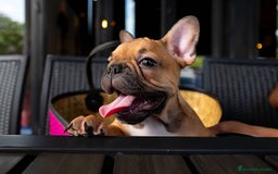 Bulldog Francés perros en venta: BULLDOG FRANCES PUPPY.  - Imagen 4