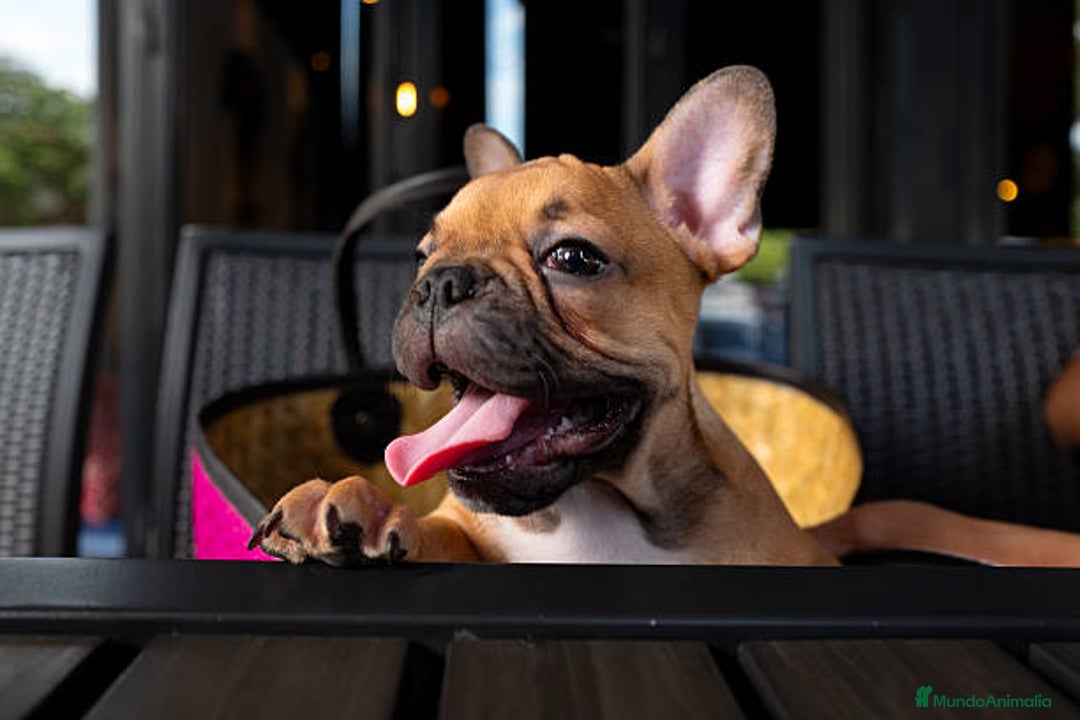 Bulldog Francés perros en venta: BULLDOG FRANCES PUPPY.  - Imagen 4