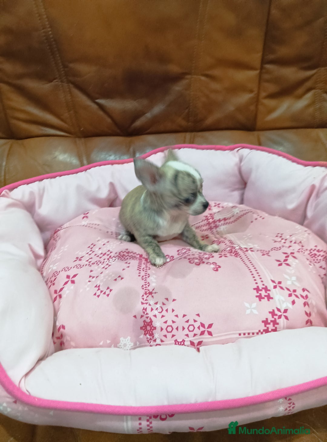 Chihuahua perros en venta: Chihuahua toy  - Anuncio 6