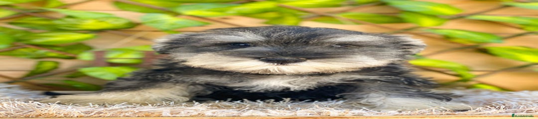 Schnauzer Miniatura Cachorro 3790