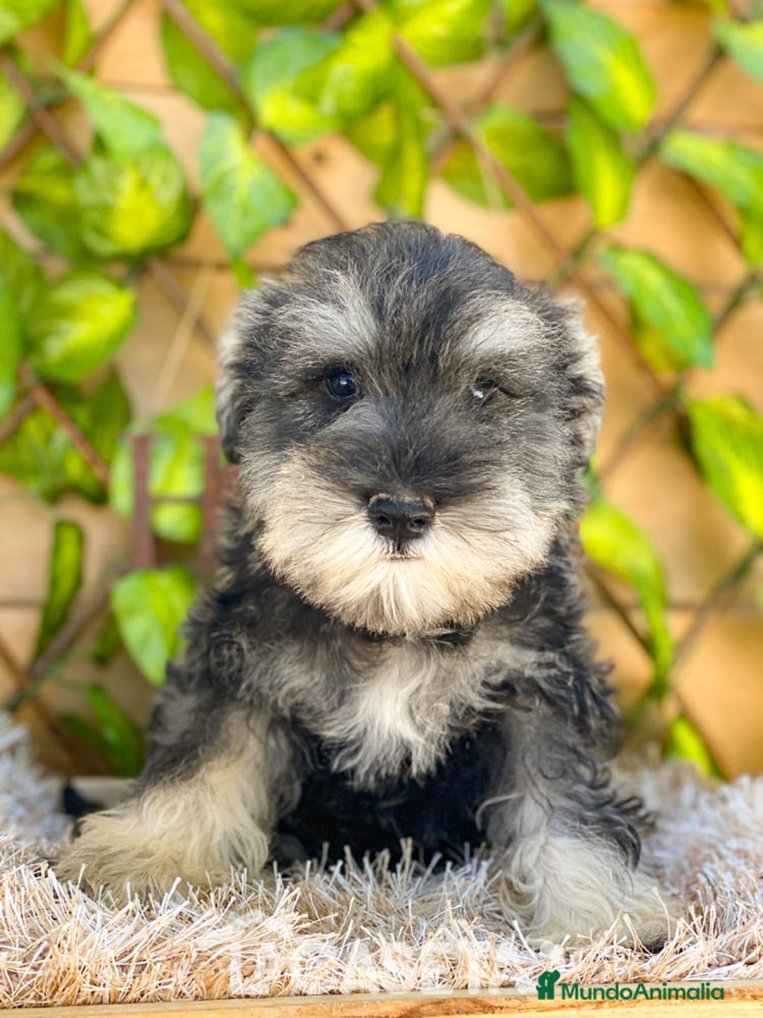 Schnauzer Miniatura perros en venta: Camada de Antía - Imagen 1