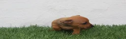 Raza Mixta perros en venta: Minijack - Anuncio 3