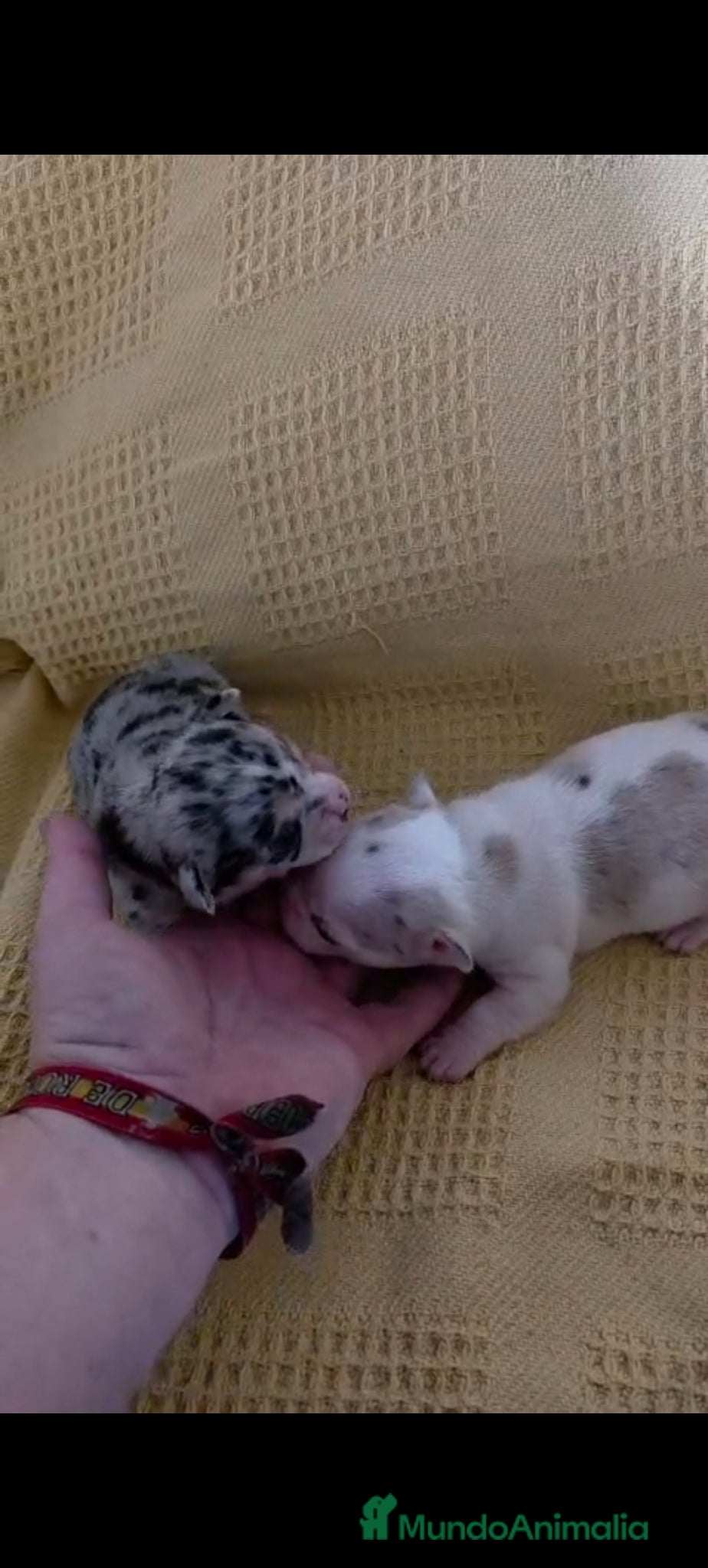 Chihuahua perros Chihuahua Toy  - Anuncio 1