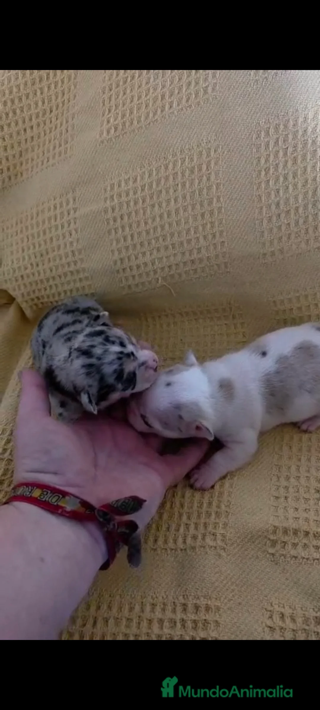 Chihuahua perros en venta: Chihuahua Toy  - Anuncio 1