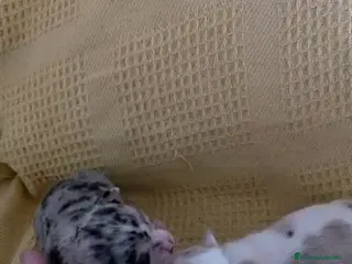 Chihuahua perros Chihuahua Toy - Anuncio 1