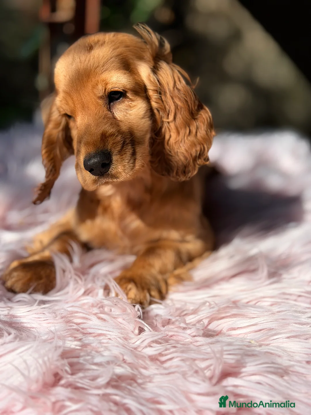 Cocker Spaniel Inglés perros en venta: Cocker dorada hembra - Anuncio 3