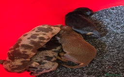 Teckel Miniatura perros en venta: TECKEL MINIATURA PEDEGREE  - Imagen 3