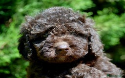 Perro de Agua Español perros en venta: Cachorras hembras de perro de agua español - Imagen 13