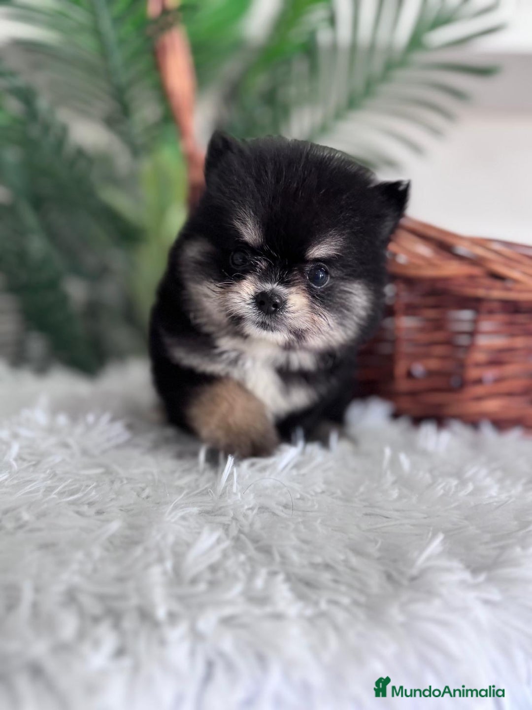 Pomerania perros en venta: POMERANIA HEMBRA - Imagen 3