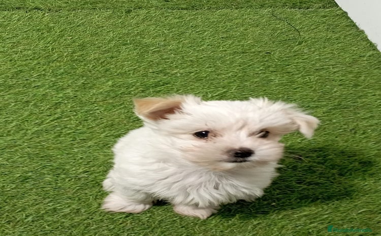 Yorkshire Terrier perros - Anuncio 3