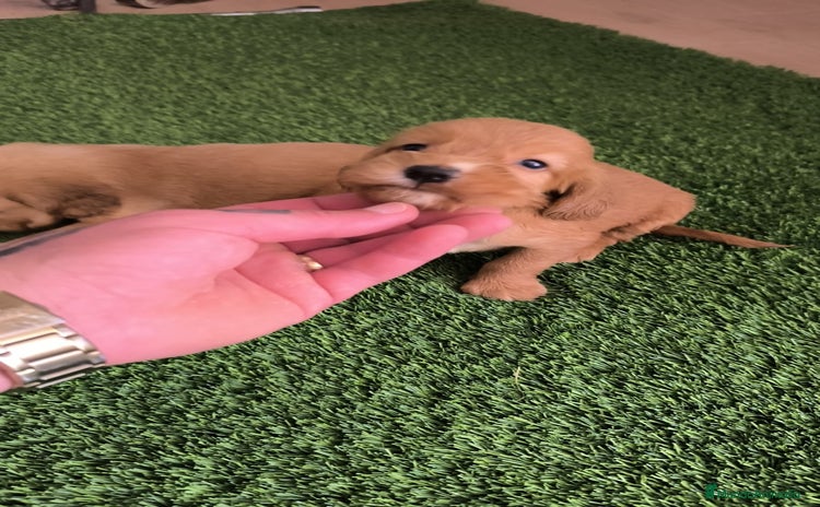 Cocker Spaniel Americano perros - Propaganda 1