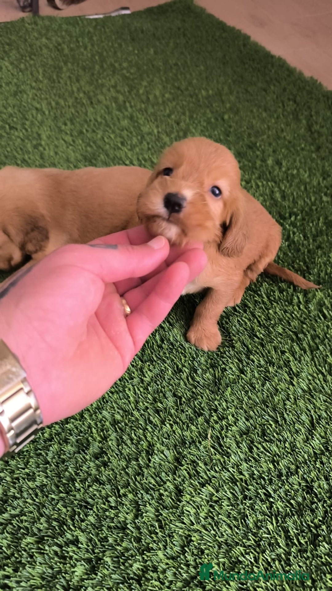 Cocker Spaniel Americano perros en venta: Cocker hembras pura raza  - Imagen 1