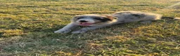 Border Collie perros en venta: Cachorros de Border Collie - Anuncio 3