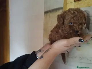 Caniche Toy perros CANICHE ROJO MACHO EXCLUSIVO - Anuncio 9