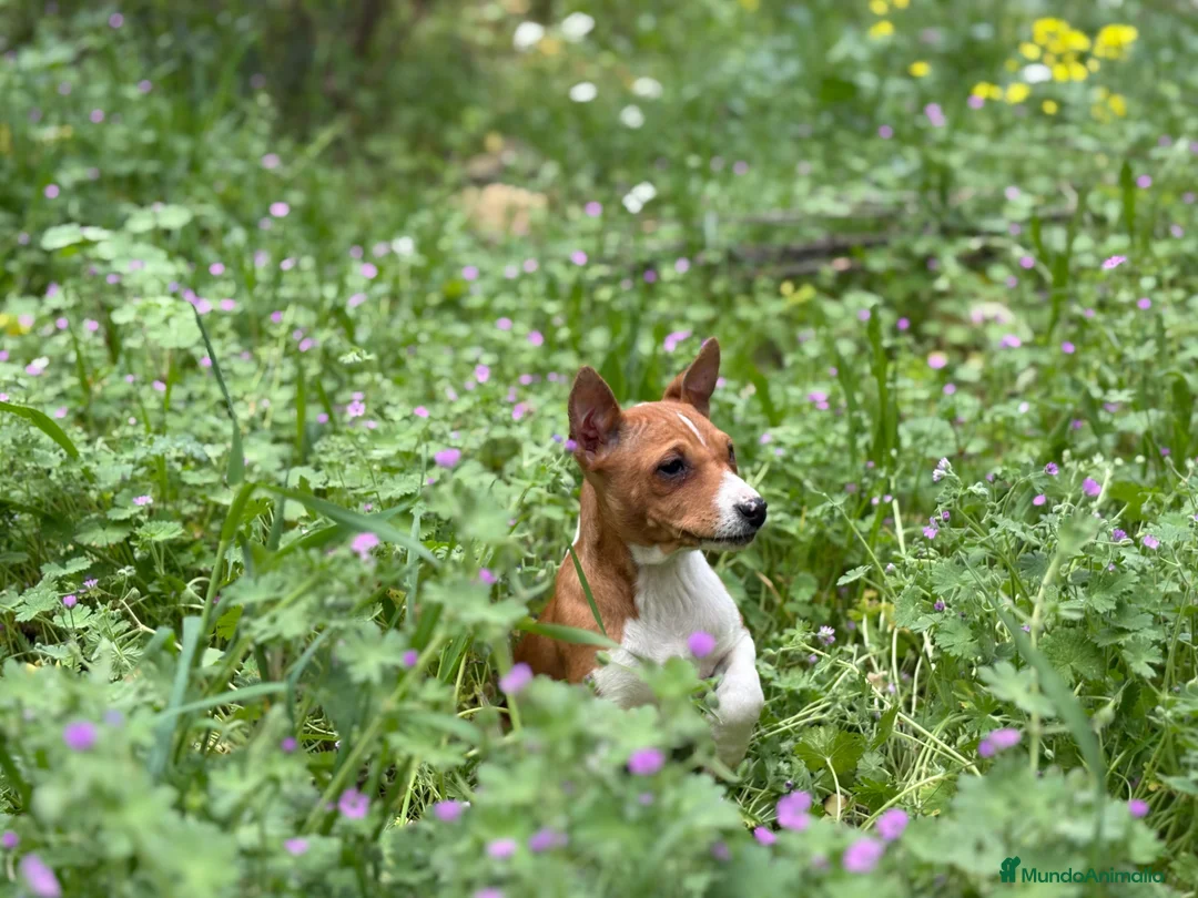 Basenji perros en venta: 🐾🐾🐾 BASENJI EXCLUSIVOS 🐾🐾🐾 - Anuncio 4