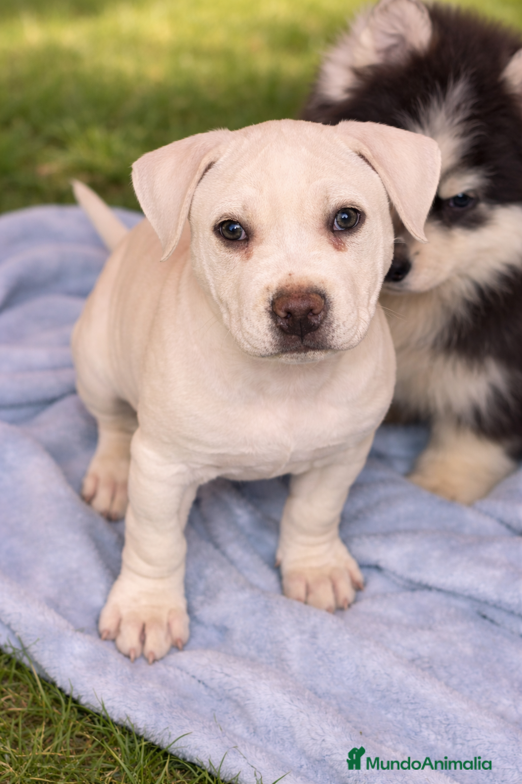 American Staffordshire-Terrier perros Hembras American Stafford Blanca’s  - Anuncio 2