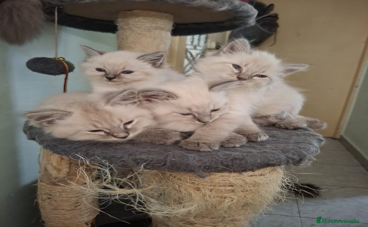 Siberiano gatos - Propaganda 3