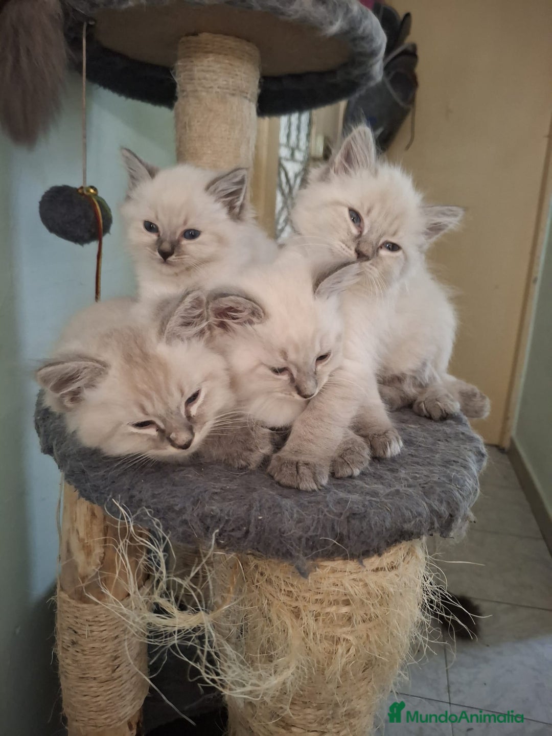 Siberiano gatos en venta: Siberianos (Hipoalergénicos) - Imagen 1