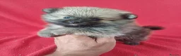 Pomerania perros en venta: Pomerania Sable - Anuncio 1