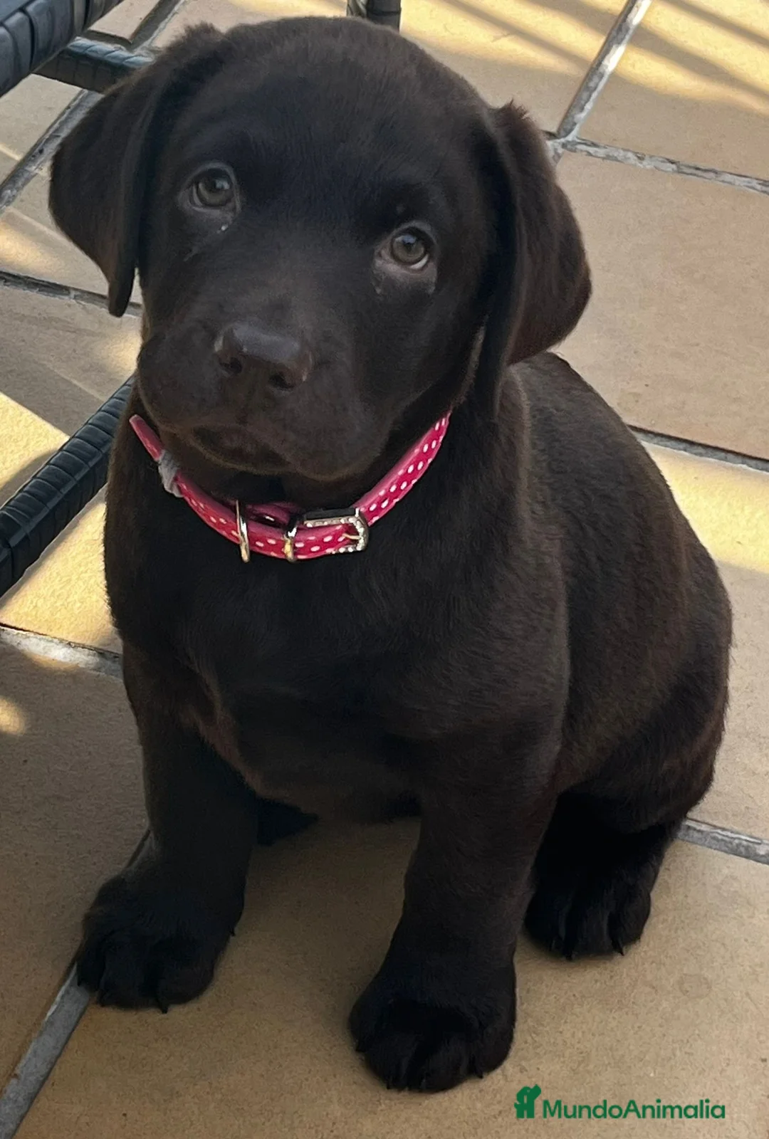 Labrador Retriever perros en venta: VENTA CAMADA LABRADOR RETRIEVER en Zaragoza - Anuncio 3