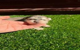 Pomsky perros en venta: Pomsky mini blue 💙 hembra  - Imagen 1