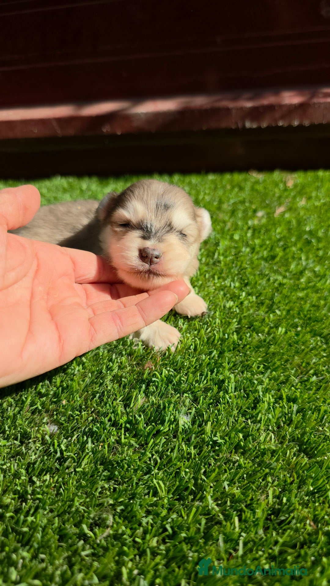 Pomsky perros en venta: Pomsky mini blue 💙 hembra  - Imagen 1