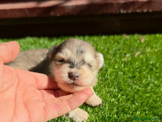 Pomsky perros - Anuncio 1